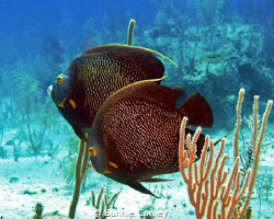 French Angelfish pair seen May 2009 in Grand Bahamas.  Ph... by Bonnie Conley 
